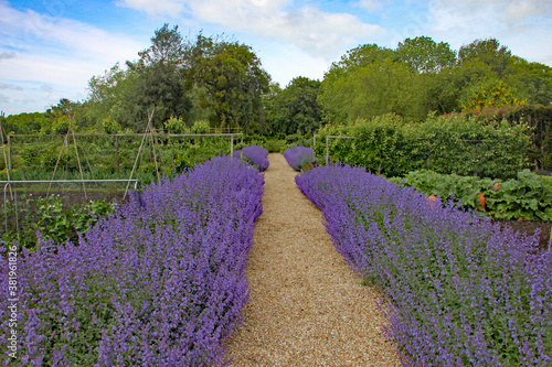 Two rows of lavender either side of a gravel pathway form a border to a kitchen garden.