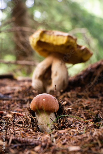 Little friend Xerocomus subtomentosus grows next to the larger and older brown and yellow boletus. The squirrel is under the protection of the elderly. Mushroom family in the spruce forest photo