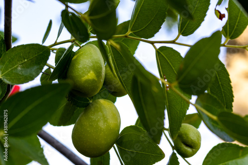 raw plums on a tree with leaves