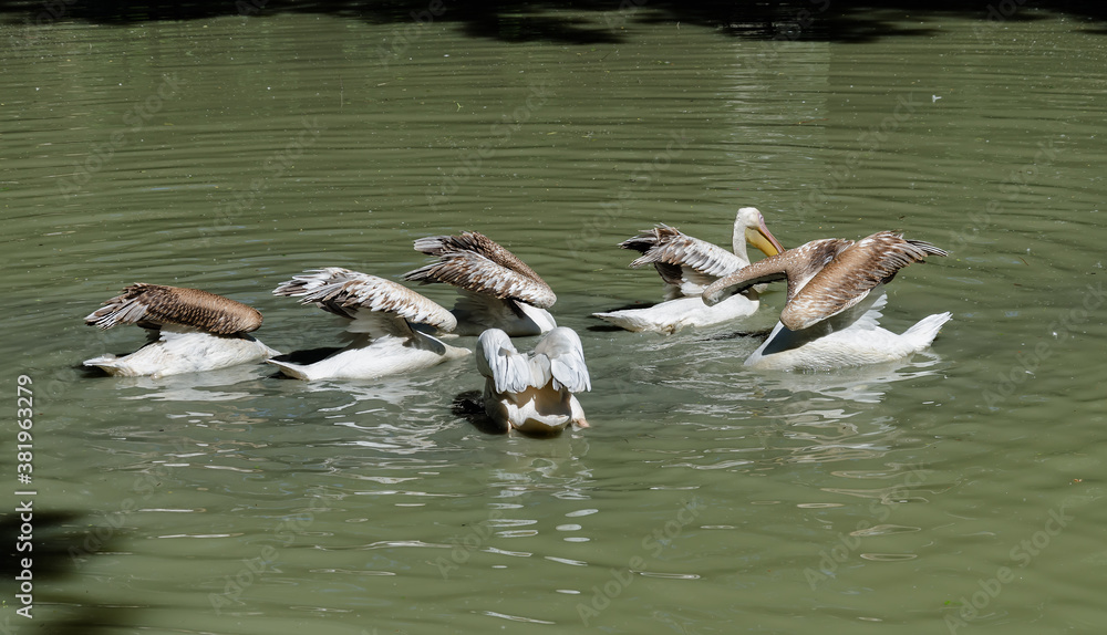 pelicans birds with long beaks and gray wings in a body of water pelicans birds with long beaks and gray wings in a body of water