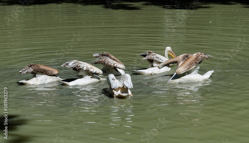 pelicans birds with long beaks and gray wings in a body of water photo