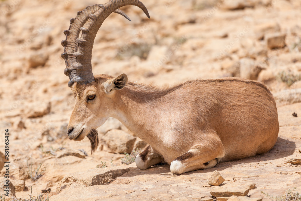 Nice view of Nubian ibex goat