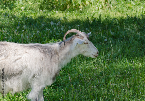 white goat pet in the pasture