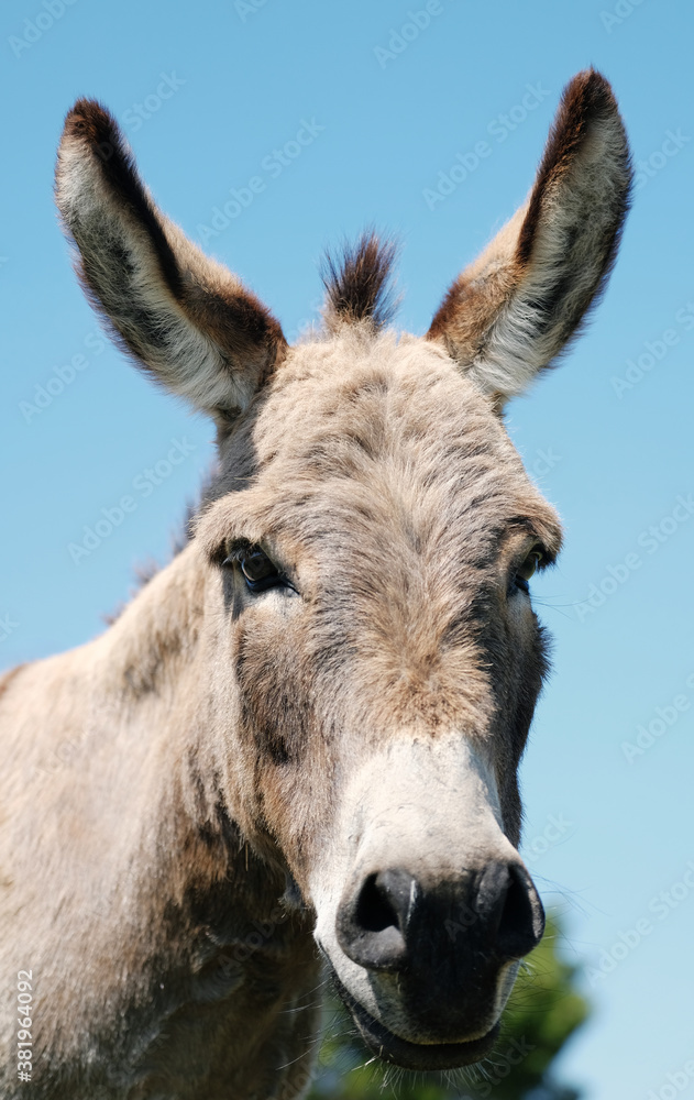 Portrait of mini donkey close up, isolated on blue sky background.