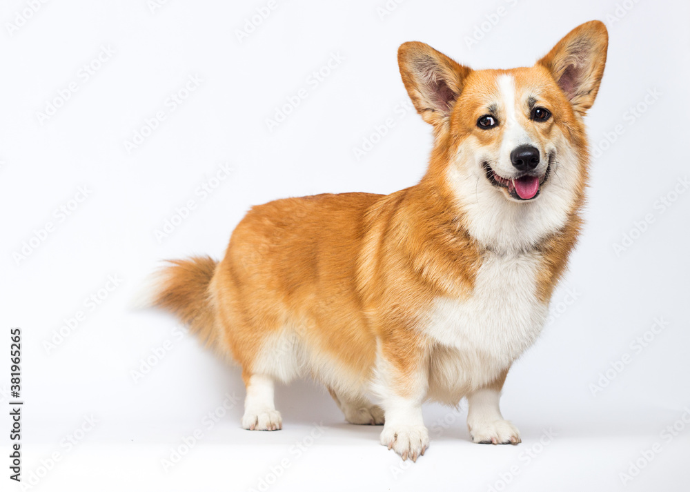 redhead dog smiling and looking in the studio redhead dog smiling and looking in the studio