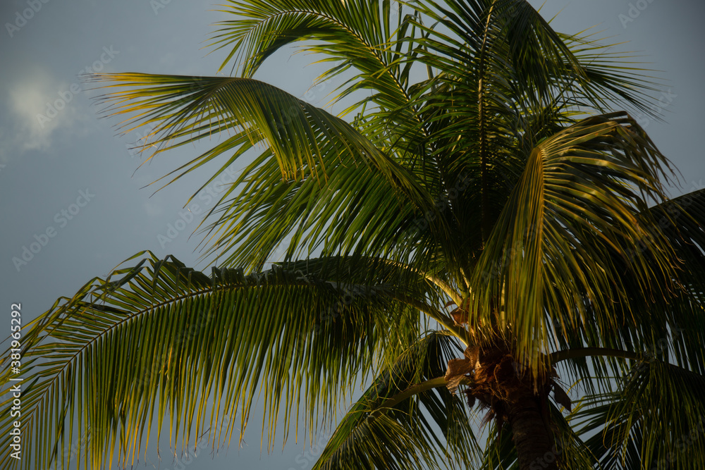 Fototapeta premium Tropical palm tress in key west Florida 
