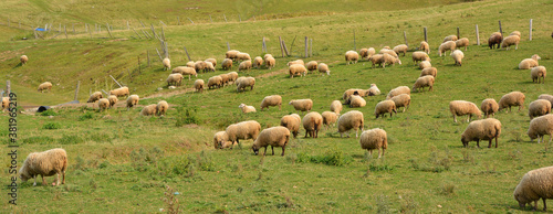 Sheep farm, green field on the hill, pattern of animal wildlife in Bromont Iron Hill Quebec Canada photo