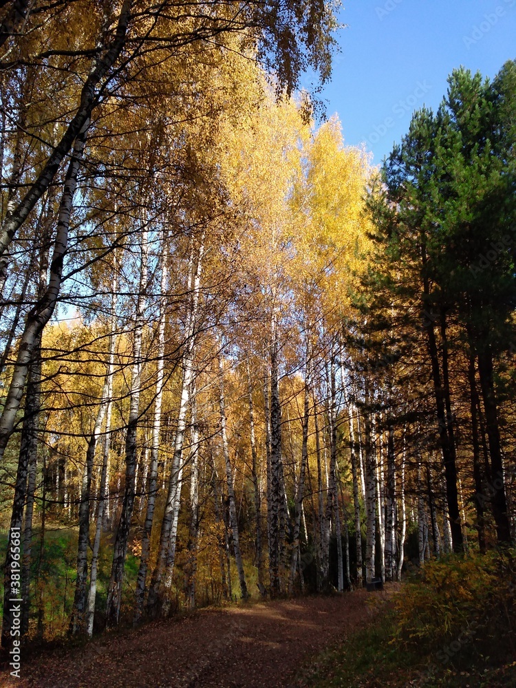 autumn in the park