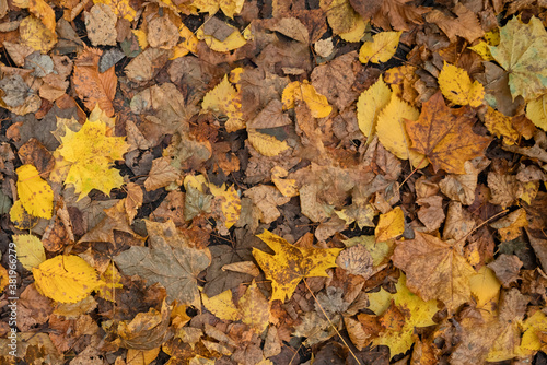 Dry fallen autumn leaves seasonal background