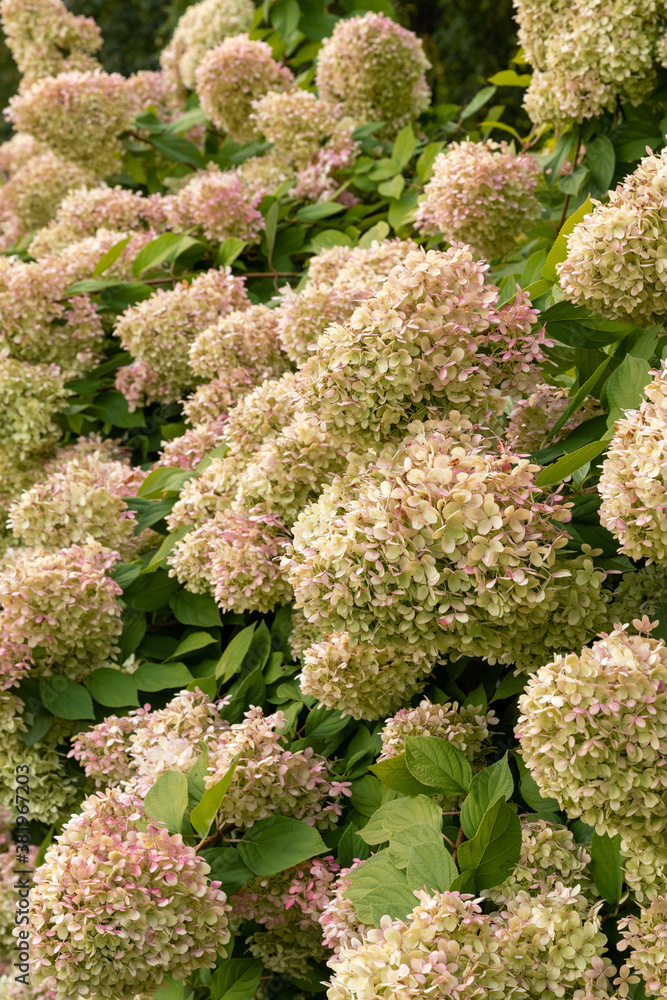 Masses of hydgrangea flowers Masses of hydgrangea flowers