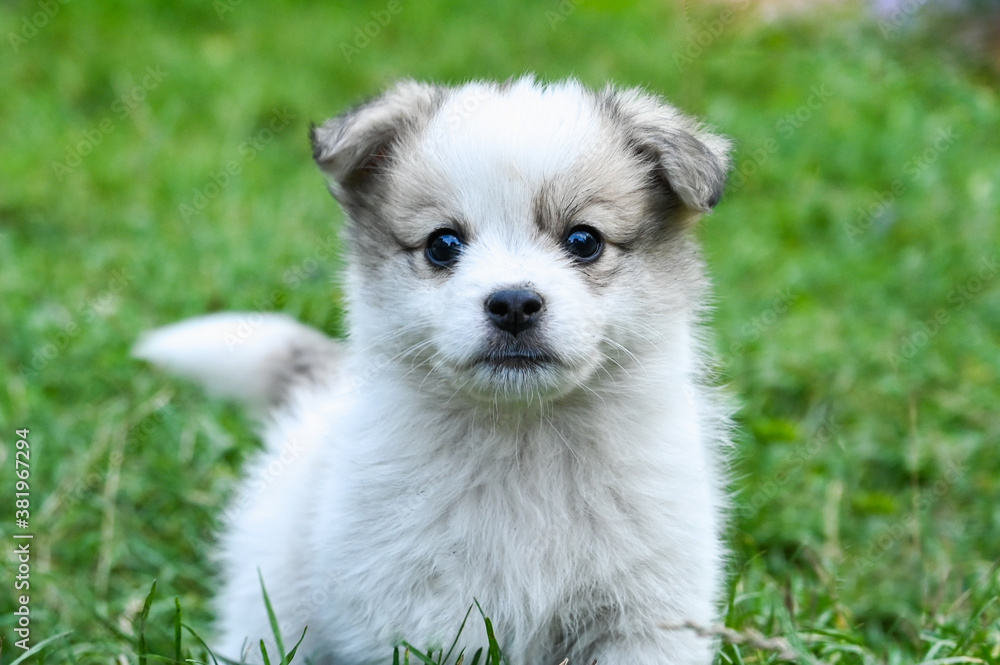 white puppy with gray ears white puppy with gray ears