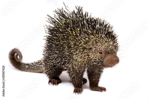 Brazilian porcupine (Coendou prehensilis) photo