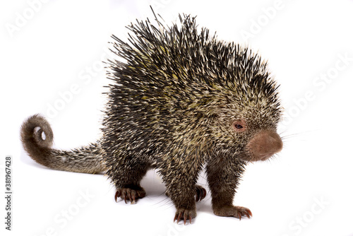 Fotografía Brazilian porcupine (Coendou prehensilis)