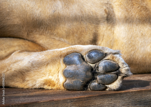 The foot of the lion's hind paw against the background of the animal's belly. Leo rests lying down. The sole of the foot is rough and relief.