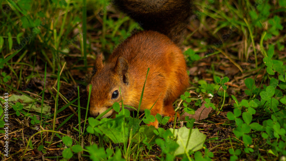 squirrel in the forest squirrel in the forest