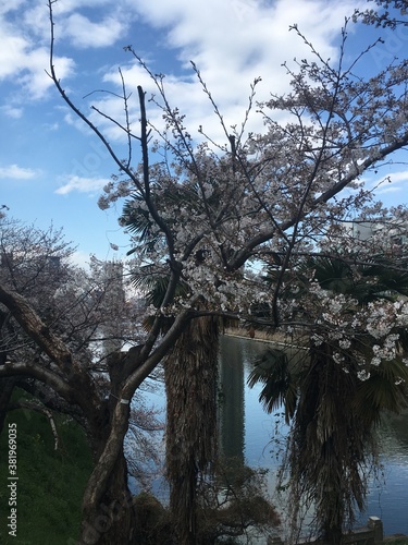 Wallpaper Mural tree and sky Torontodigital.ca
