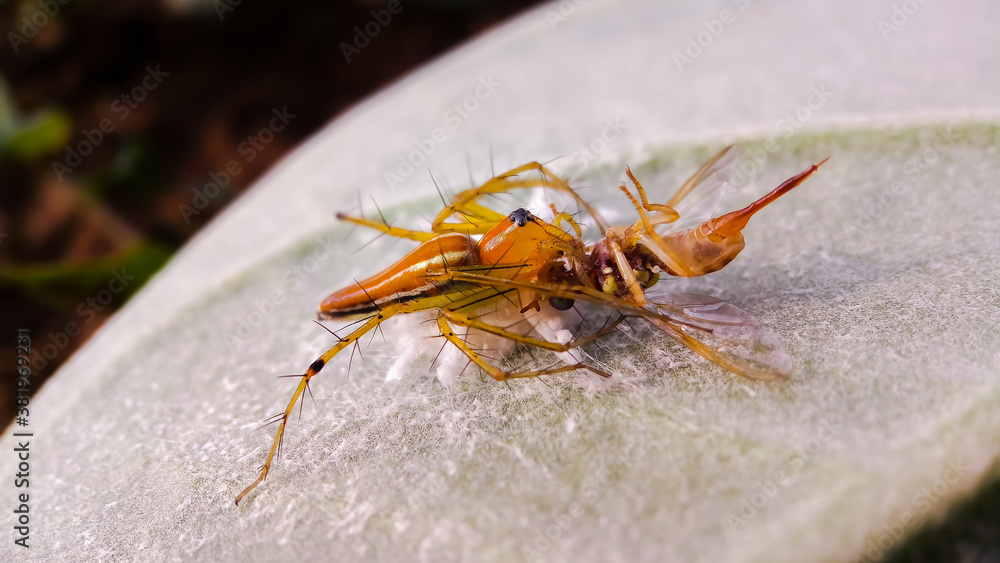 Obraz premium spider