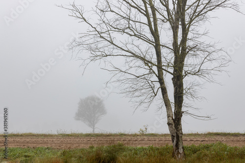 Wallpaper Mural Misty scene of birch tree in the foreground with a white mist background and a small tree in the distance obscured by the foggy air behind a dirt road passing between Torontodigital.ca