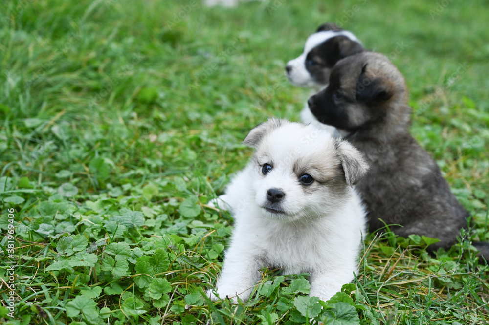 three puppies are sitting on the grass