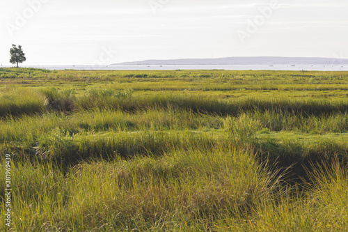 Fototapeta Salt Marshes