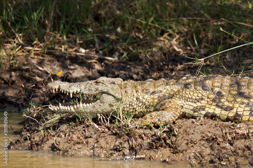 Crocodile resting