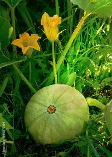green pumpkin with yellow flowers in the garden