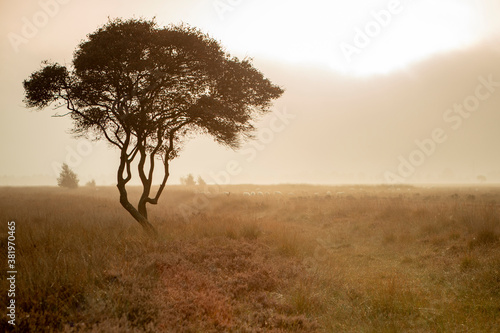 Golden rays of early morning sunrise moorland landscape with a single tree with meandering branches contrasted against a moist misty fog background. Autumn fall theme.
