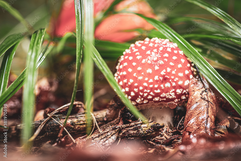 Macro view of small mushroom (Amanita muscaria or fly agaric) hidden in the grass. Autumn in Croatia.