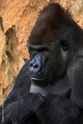 Silverback gorilla leaning on a rock looking away in a zoo in Valencia, Spain