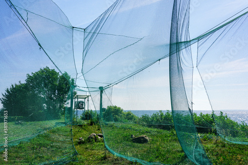 Large bird trap at the ornithological station for the study of bird migration routes