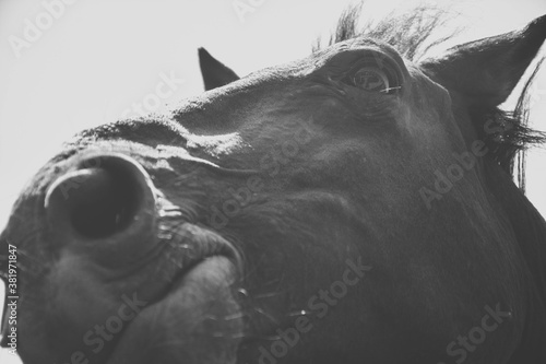 head of a horse