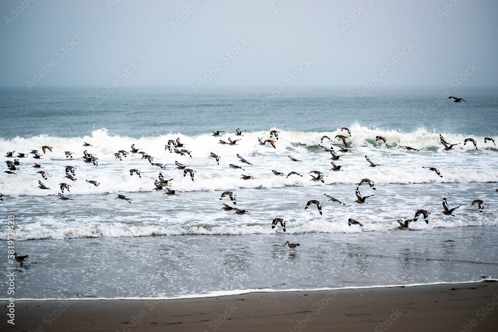 Ocean Seagulls