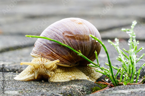 Big snail, Helix pomatia also Roman snail, Burgundy snail, edible snail or escargot