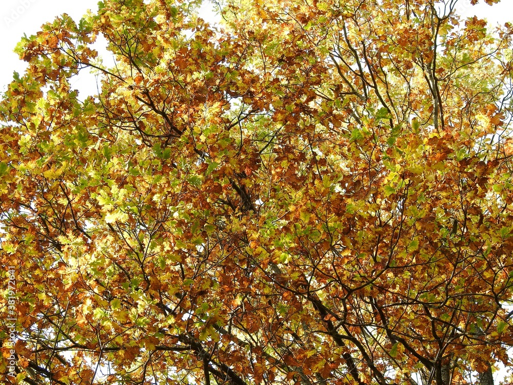 Beautiful landscape of autumn leaves in nature close up Beautiful landscape of autumn leaves in nature close up
