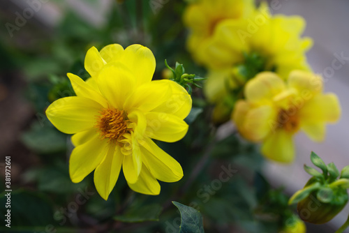 yellow dahlias in the garden