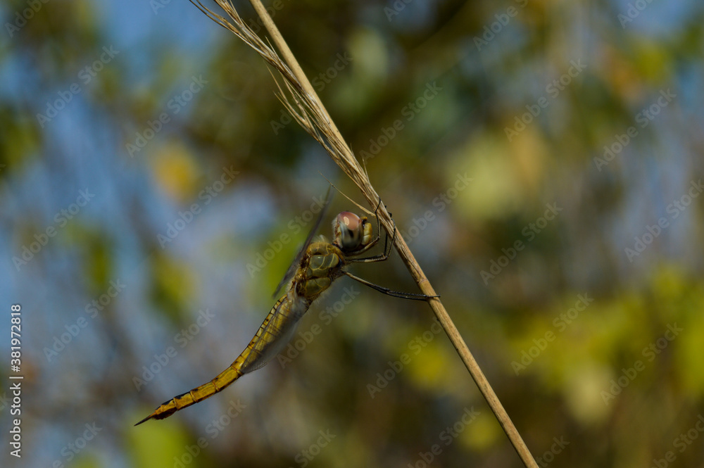 dragonfly on a grass