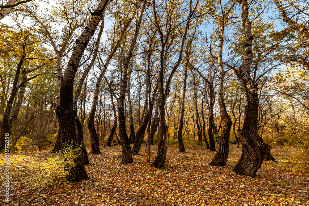 Fototapeta premium Autumn landscape with fall leaves