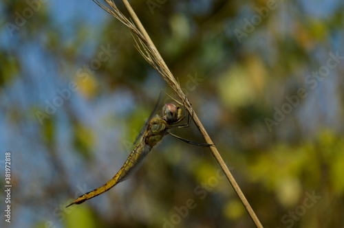 dragonfly on a grass © NILIMESH