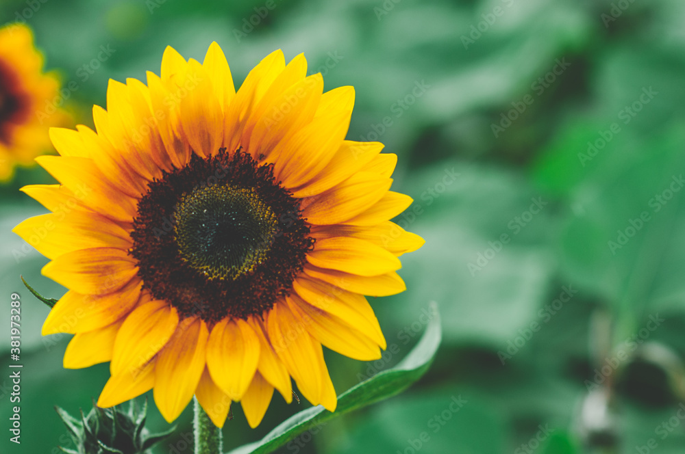 Sunflower with bokeh background Sunflower with bokeh background