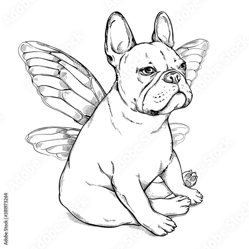 Cute french bulldog with cicada wings. Bulldog sketch