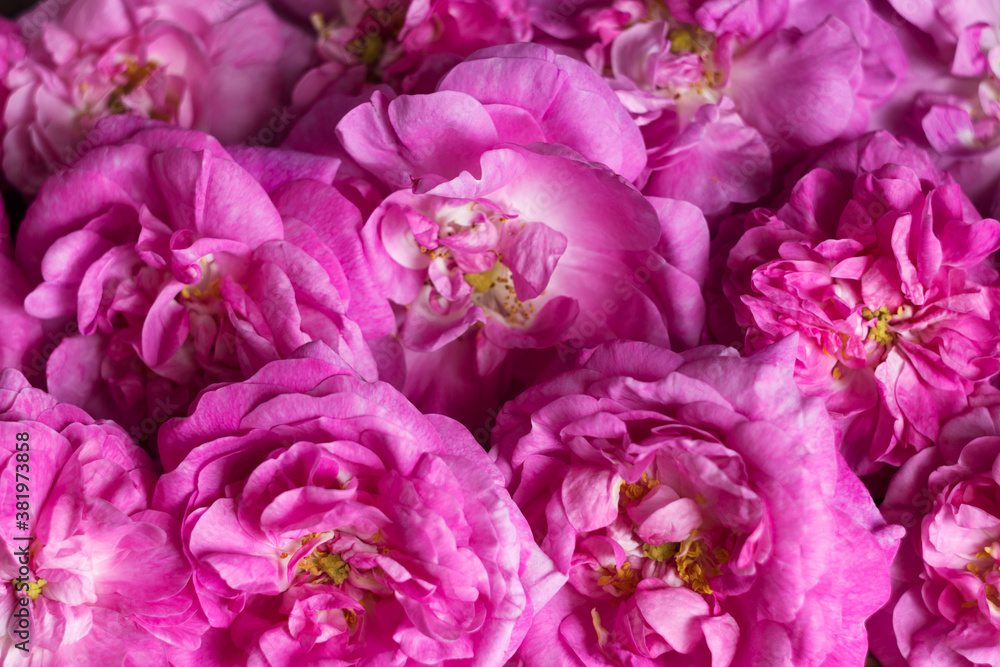 A lot of blossoming flowers of a pink teahouse, background, texture. A lot of blossoming flowers of a pink teahouse, background, texture.