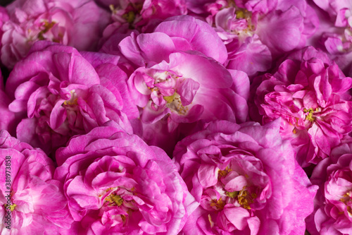 A lot of blossoming flowers of a pink teahouse  background  texture.