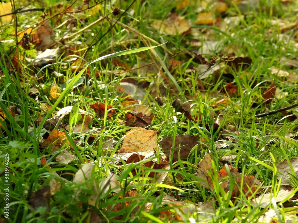 Beautiful landscape of autumn leaves in nature close up Beautiful landscape of autumn leaves in nature close up