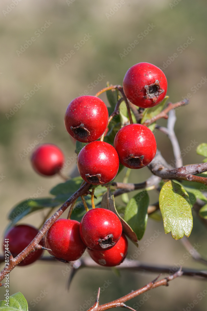 Red berries on branch Red berries on branch