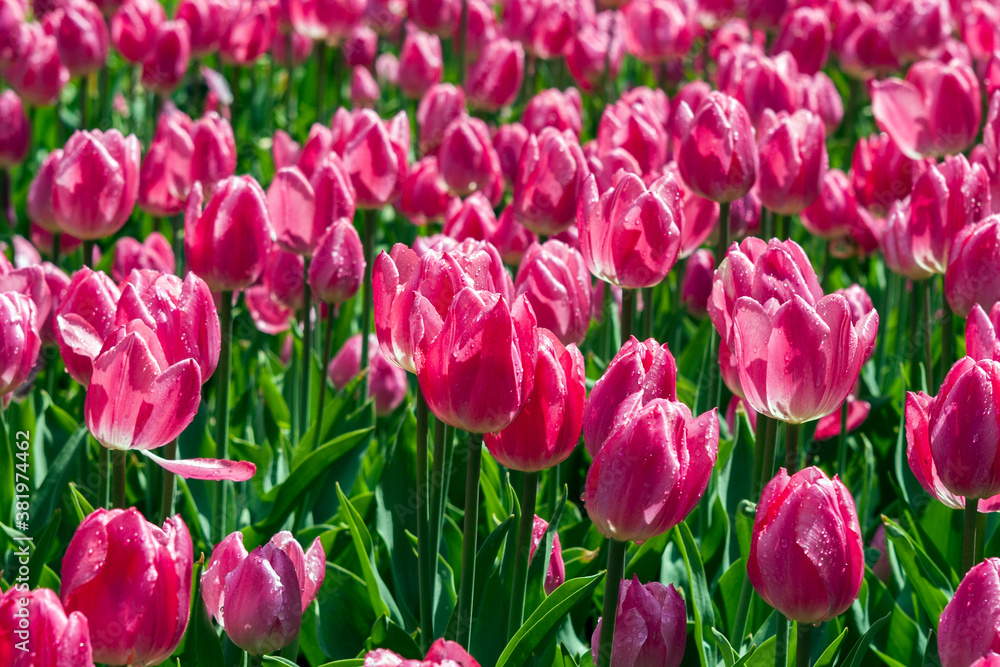 field of tulips