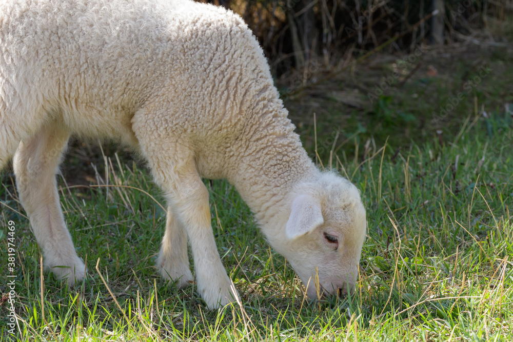 Obraz premium Side view of lamb eating grass