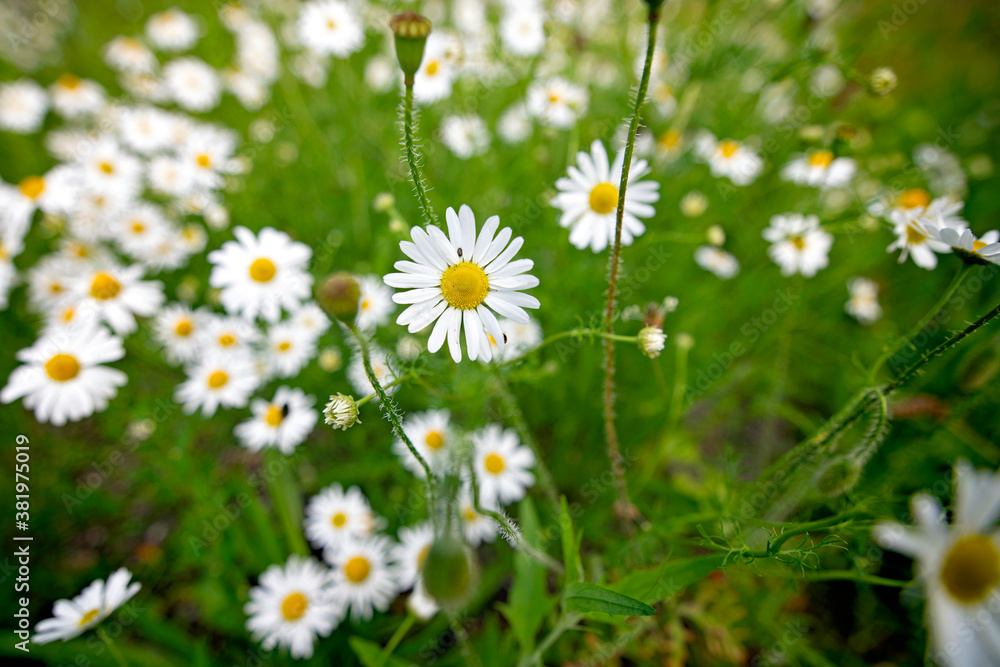 Field of daisies blowing in the wind Field of daisies blowing in the wind