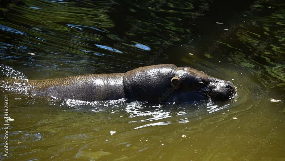 Fototapeta premium hipopotamo en un rio