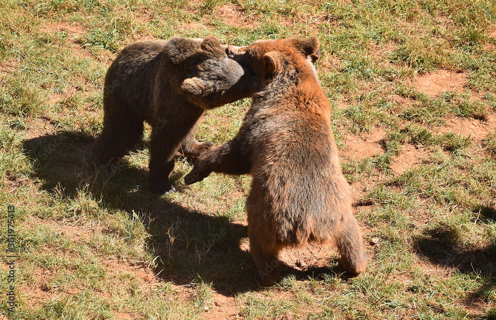Fototapeta premium osos en una reserva natural