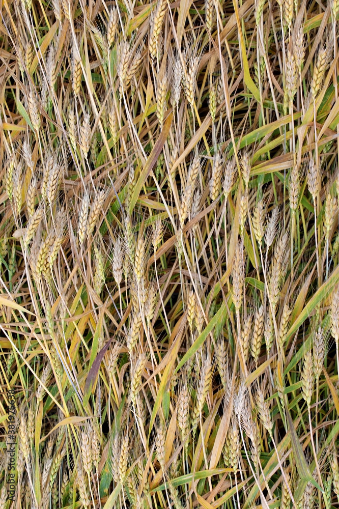 field,wheat